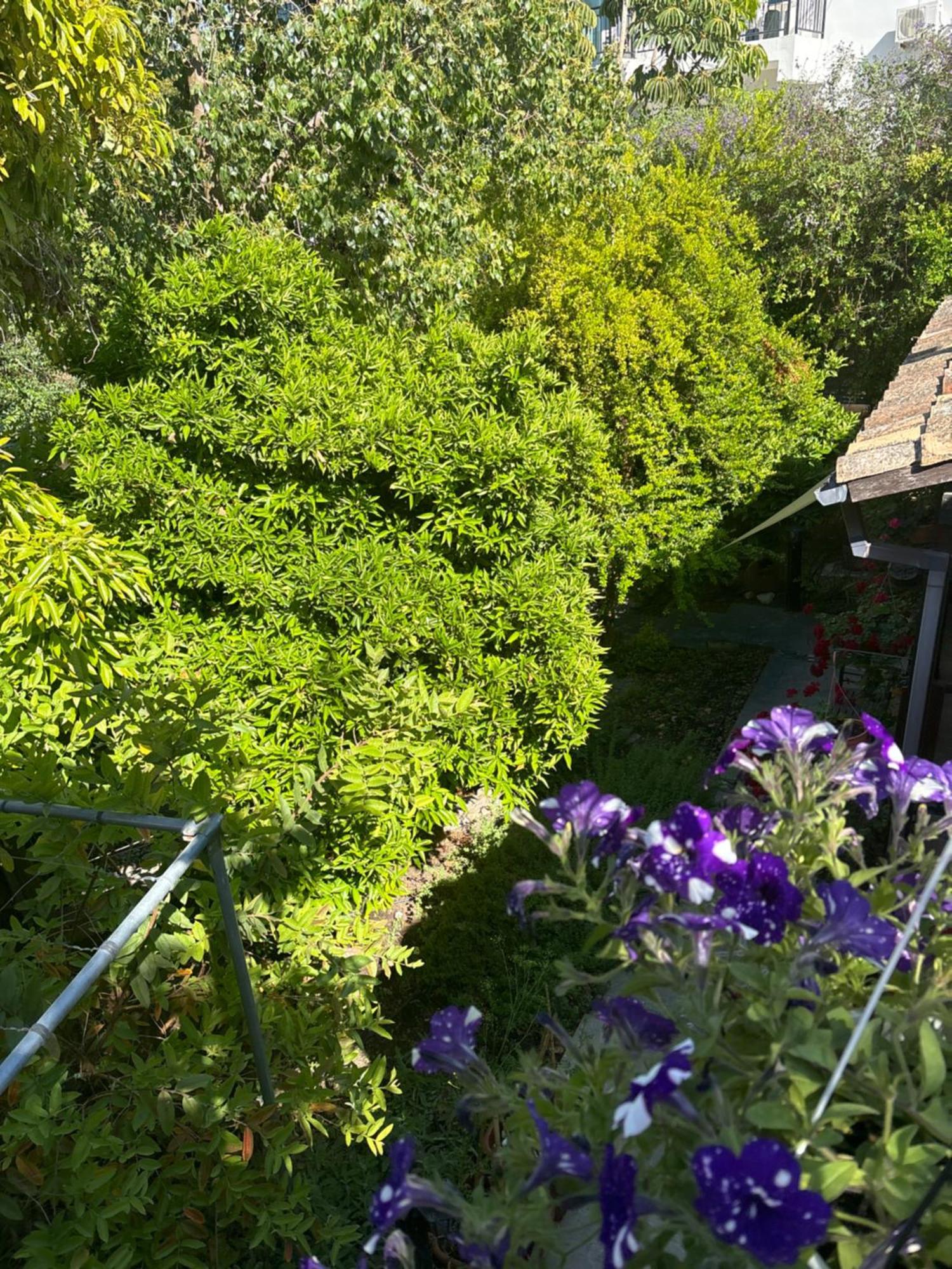 Villa Vasilion Agrotourism à Polis Extérieur photo